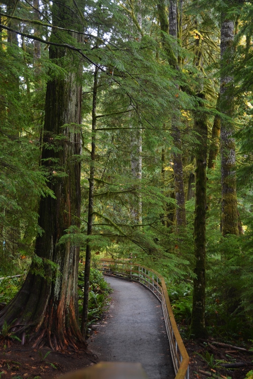 old-growth forest